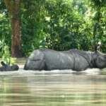 Kaziranga National Park