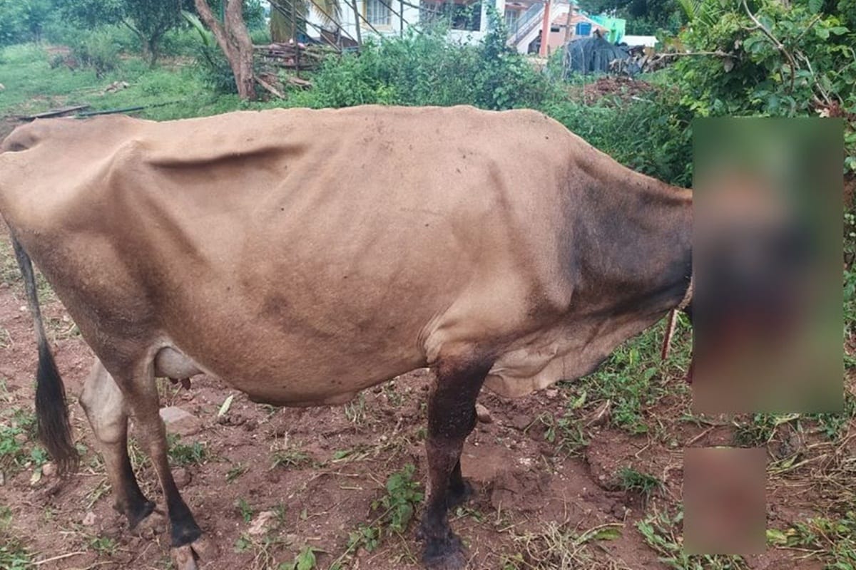 Karnataka cow succumbed to injuries after it accidentally ate explosive material kept to kill wild pigs
