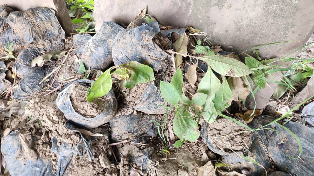 half of plants destroyed caused by less caretaking