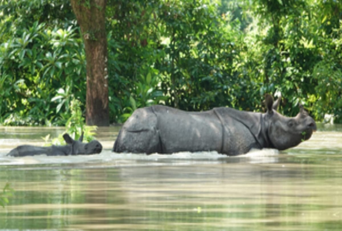 Must visit Kaziranga National Park Assam Golghat in India