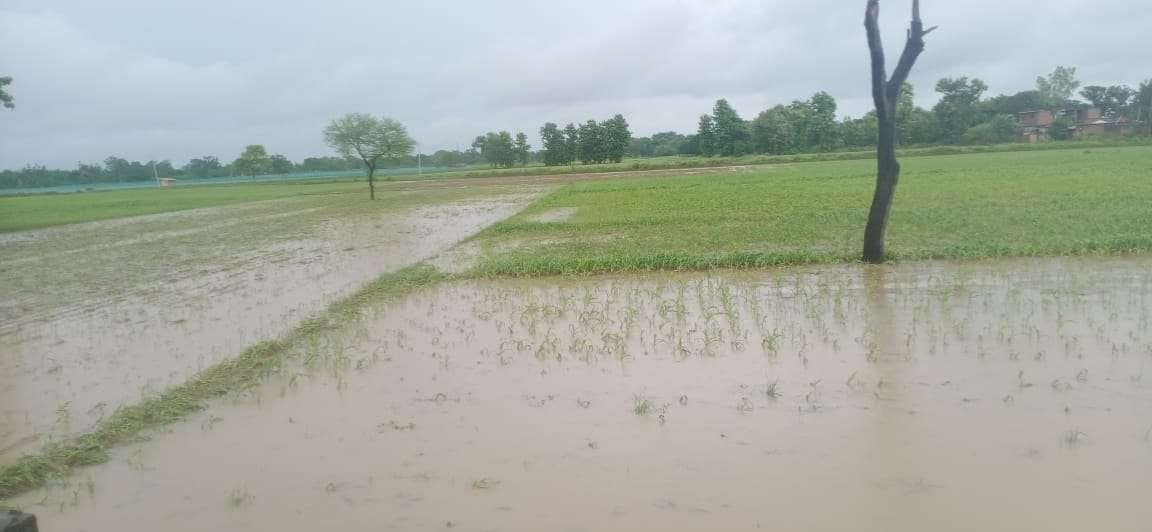 Corn crop submerged due to rain, farmers worried