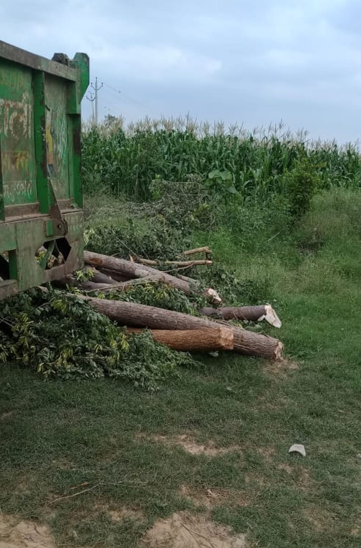 Farrukhabad: Four rosewood trees cut in the school premises