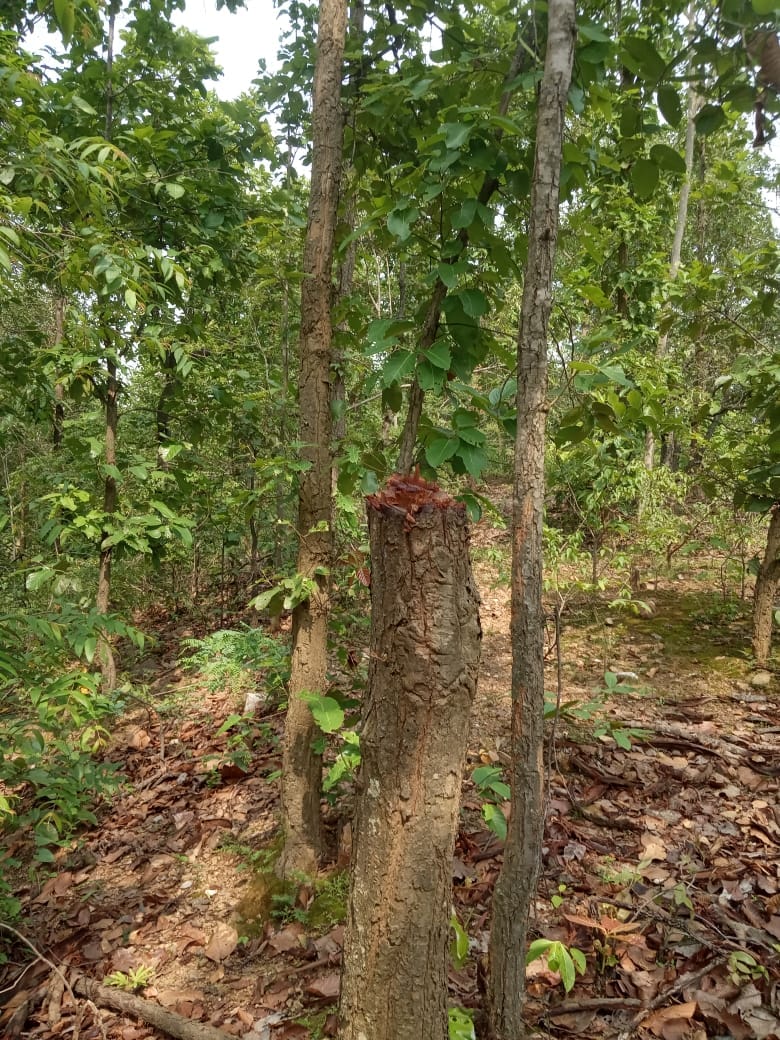 tree