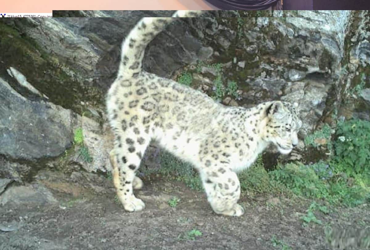 Snow leopard population increased in Uttarakhand 2022 Forest Minister congratulated employees of department