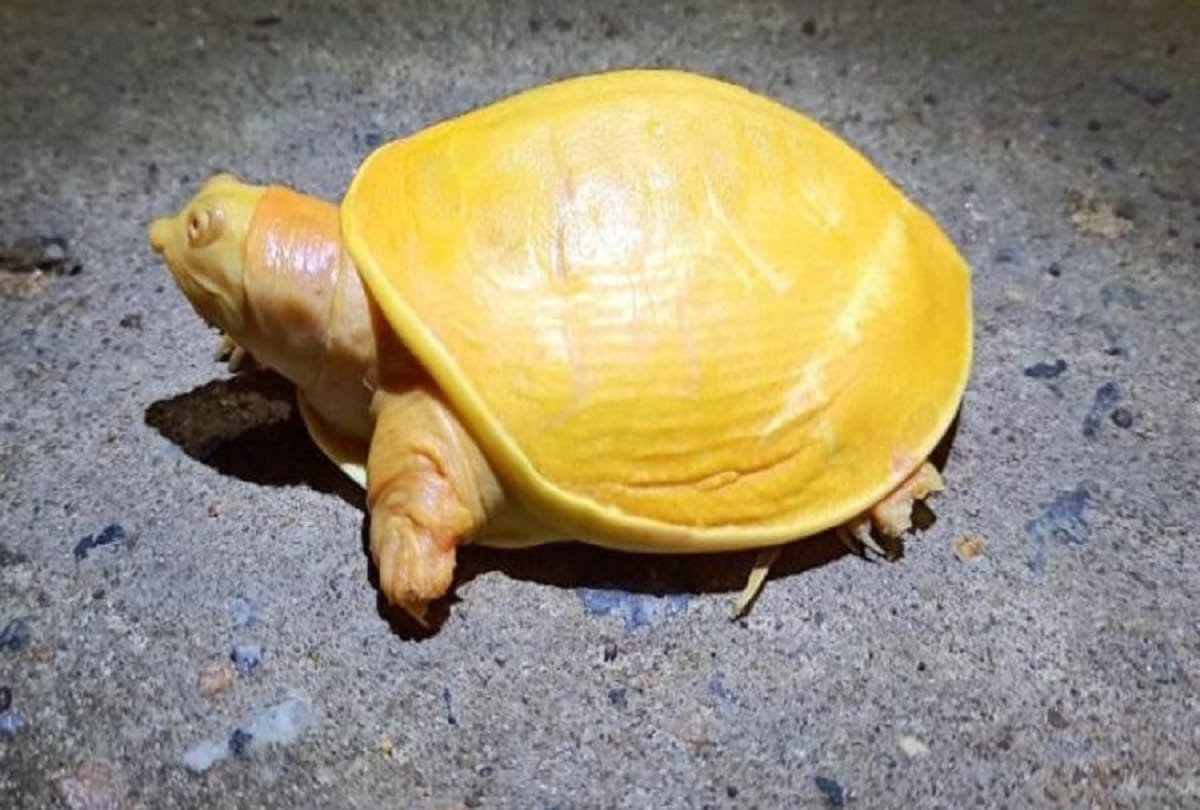unique yellow colour turtle found at balasore in odisha