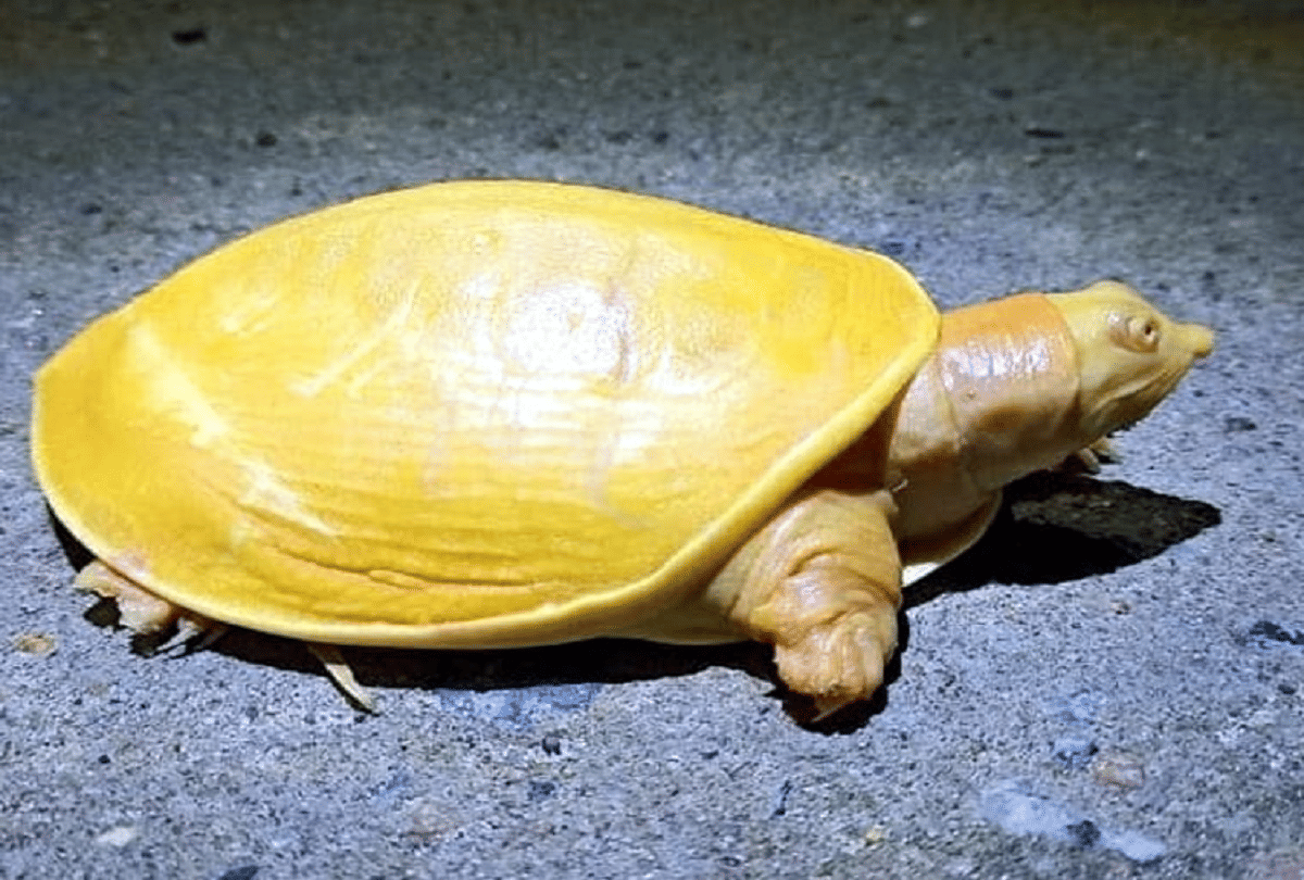 rare yellow turtle floating in the water video goes viral
