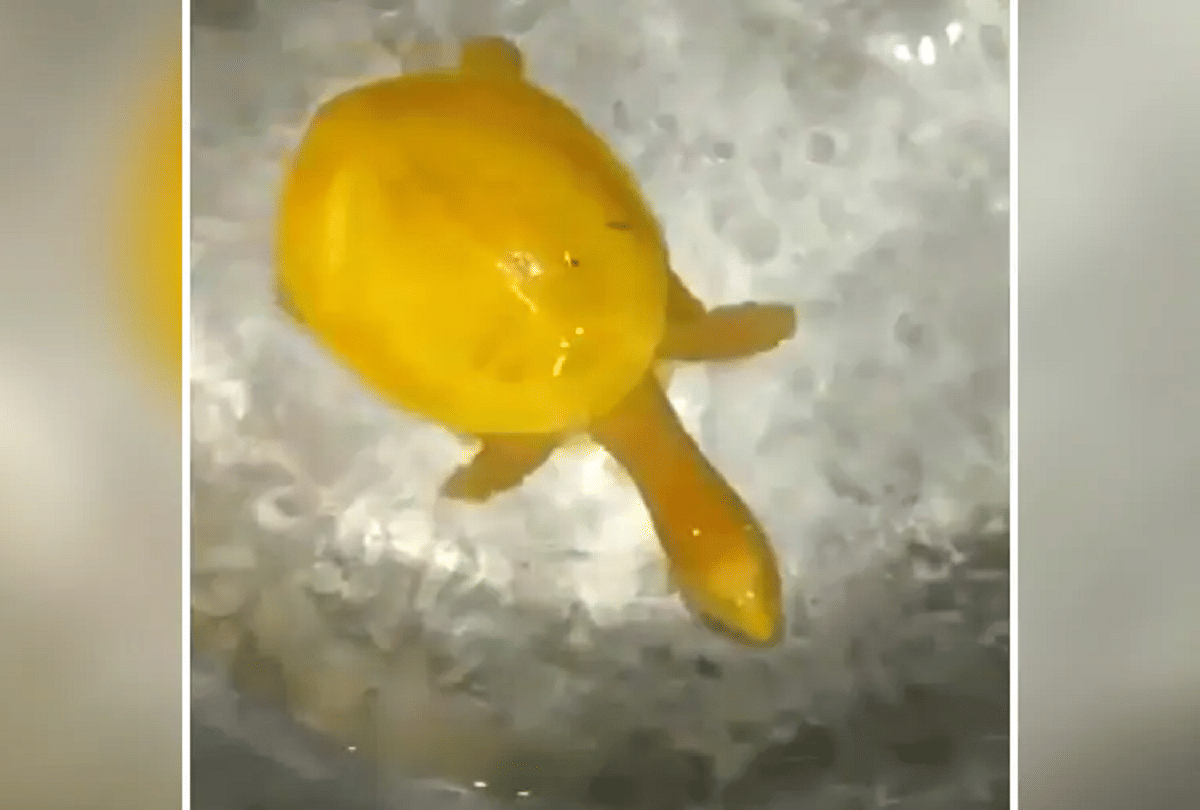 rare yellow turtle floating in the water video goes viral
