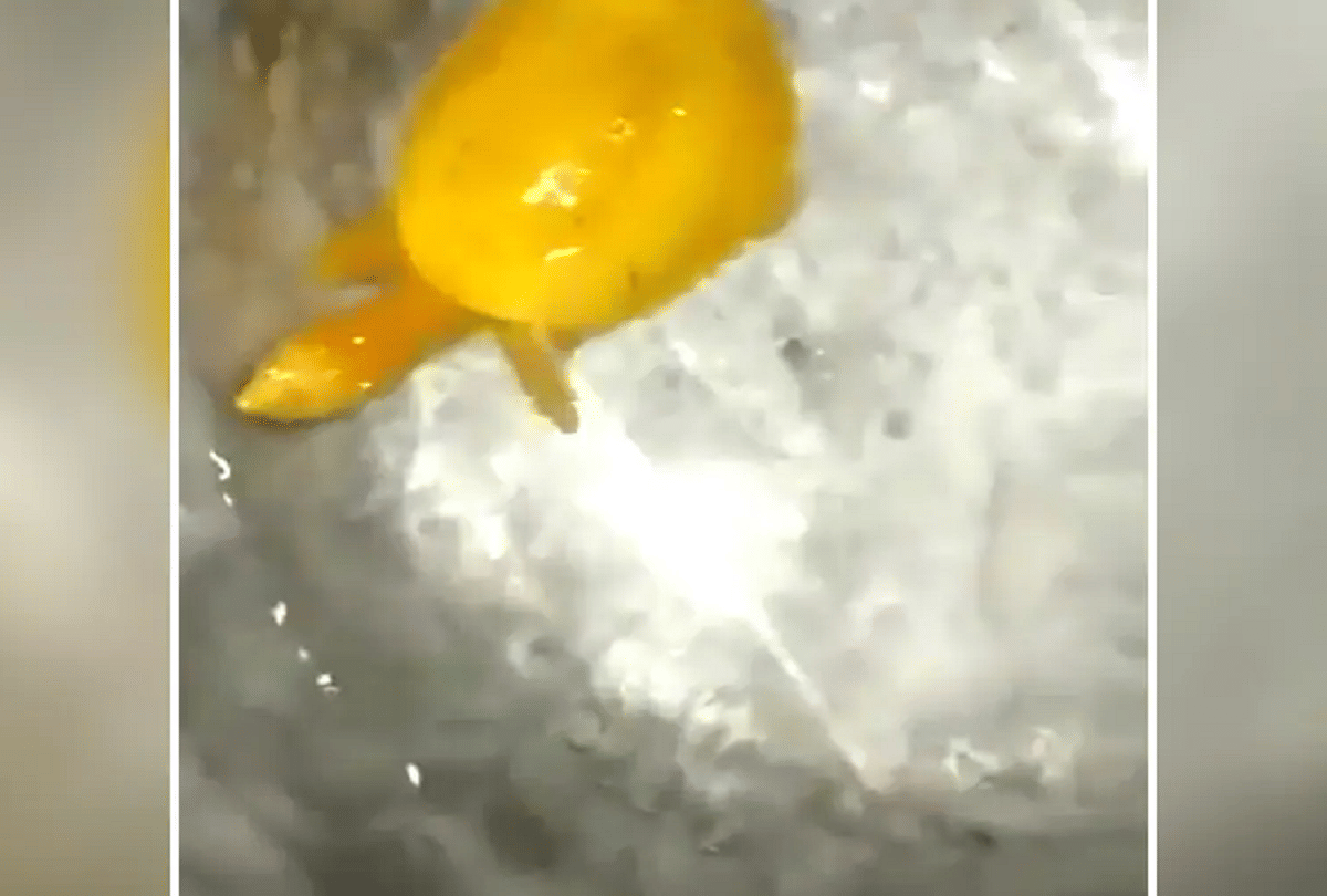 rare yellow turtle floating in the water video goes viral