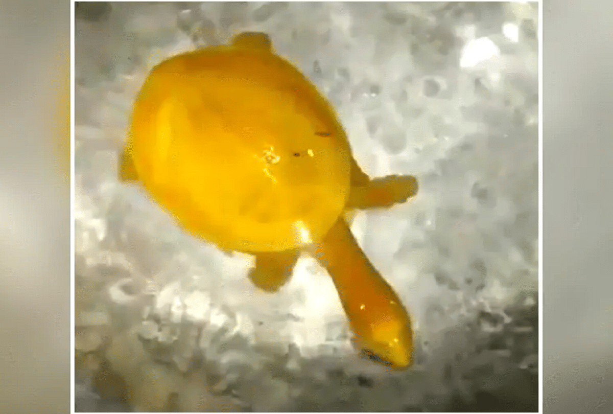 rare yellow turtle floating in the water video goes viral