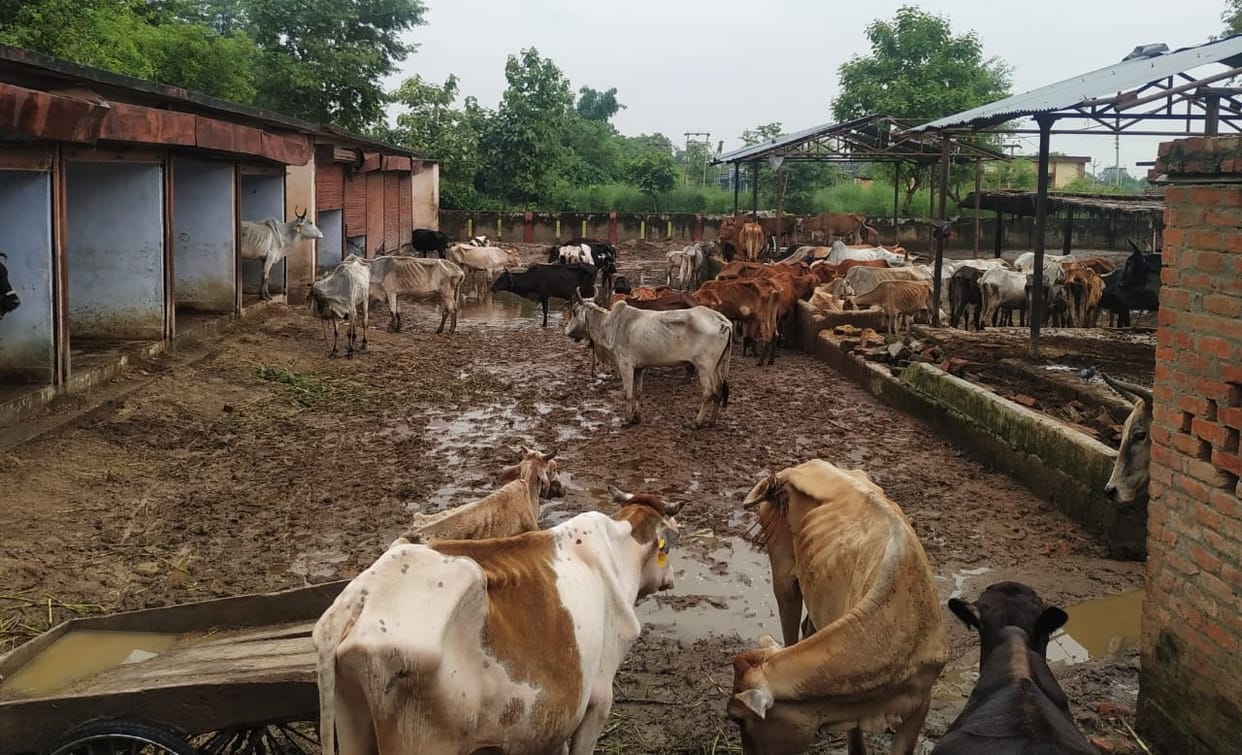 Mud in the cowshed, the breath of cattle