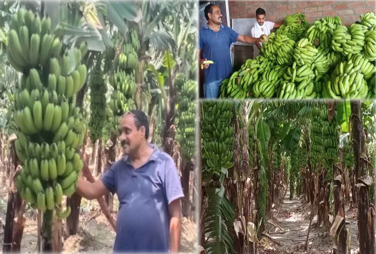20 lakh annual income from banana cultivation in five years
