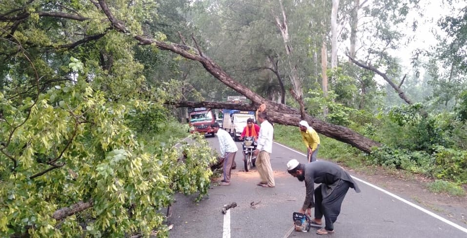 Trees fell on road, traffic disrupted