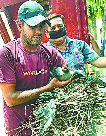 The life of a crow's family saved by Maneka Gandhi's intervention