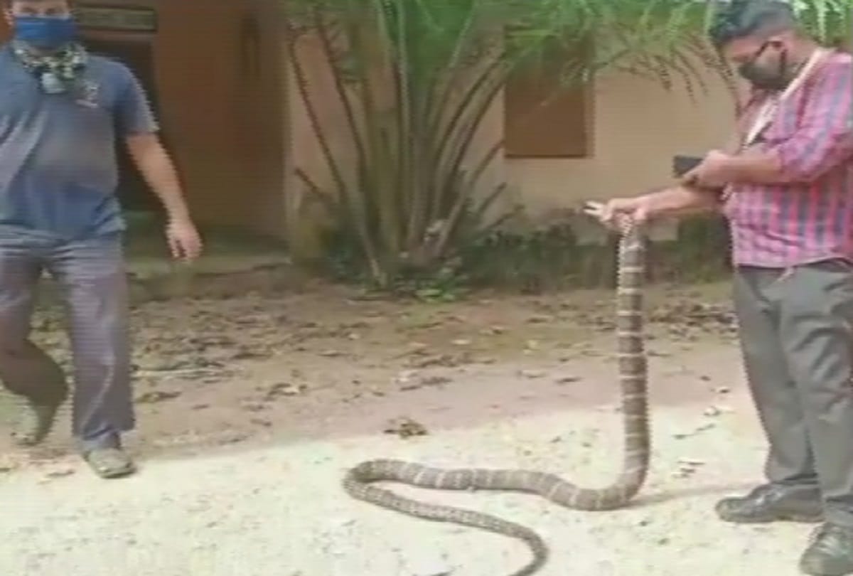12-foot long king cobra snake rescued from a village well in Odisha