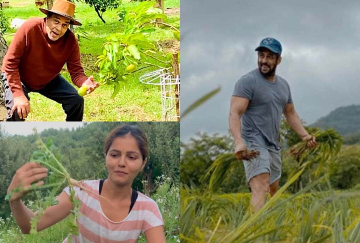salman khan to nawazuddin siddiqui these celebrities farming during lockdown