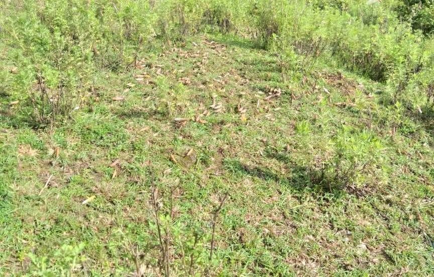 Locust party reached Sulla Ronsal area