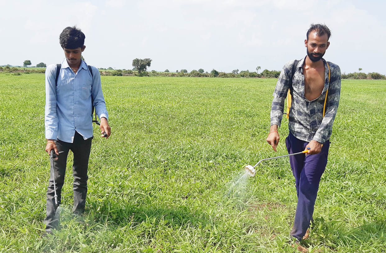 farmers cheers after rain
