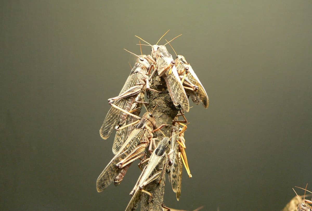 Warning : Locust Swarm attacks may cause food crisis in India and East Africa, WMO Warns