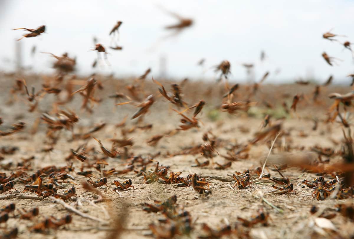 Warning : Locust Swarm attacks may cause food crisis in India and East Africa, WMO Warns