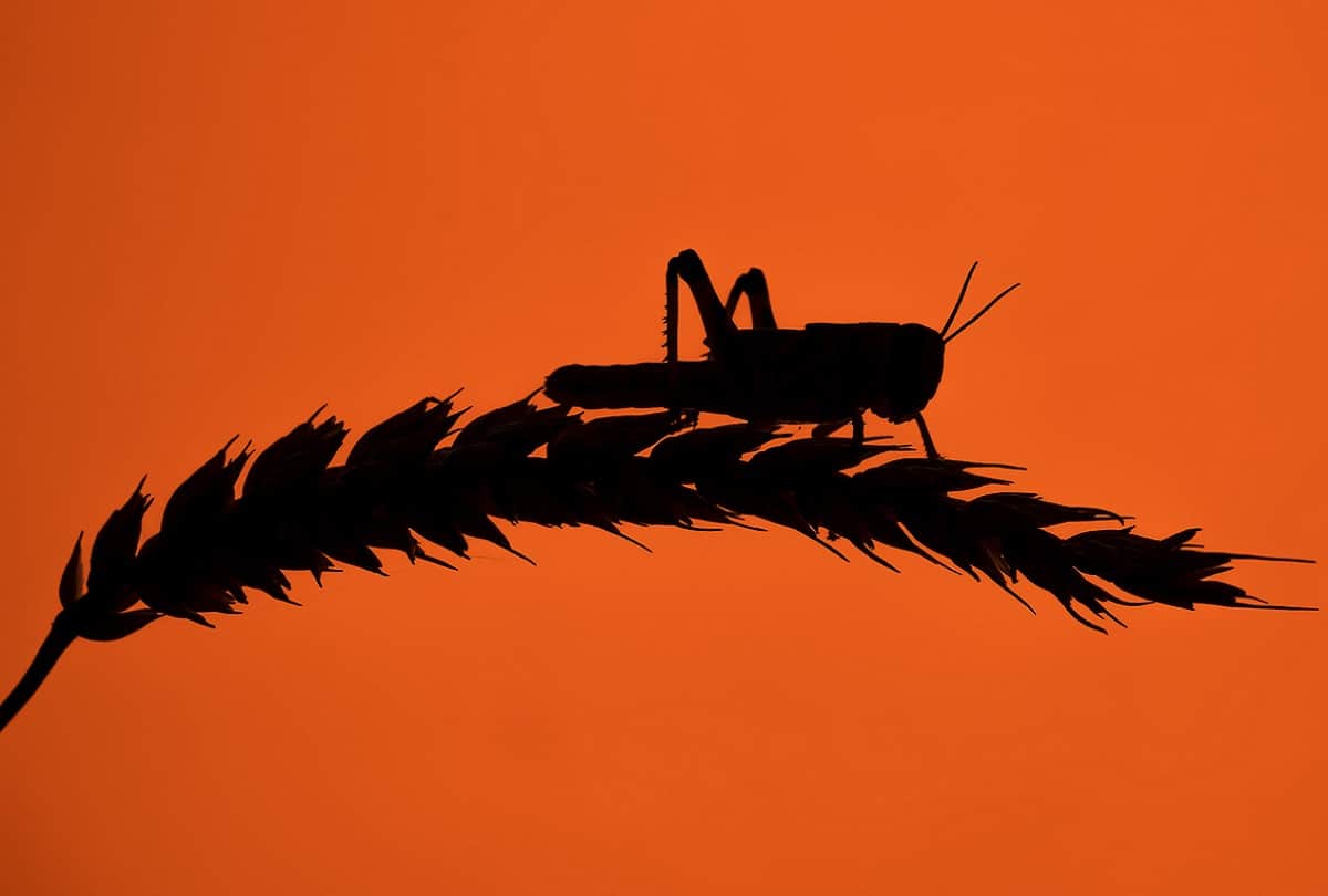 Warning : Locust Swarm attacks may cause food crisis in India and East Africa, WMO Warns