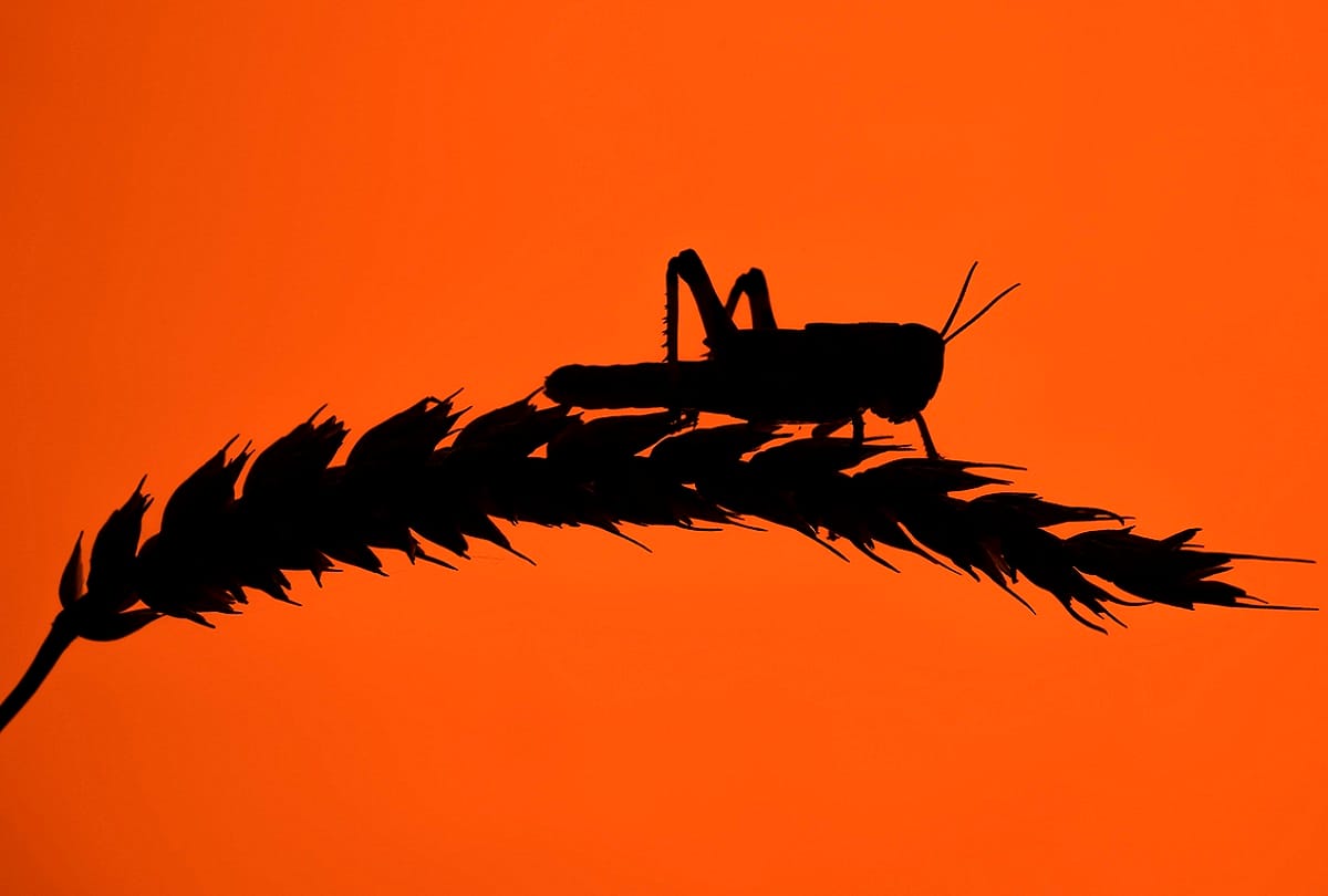 Sapno ka matlab It is very inauspicious to see these animals in a dream