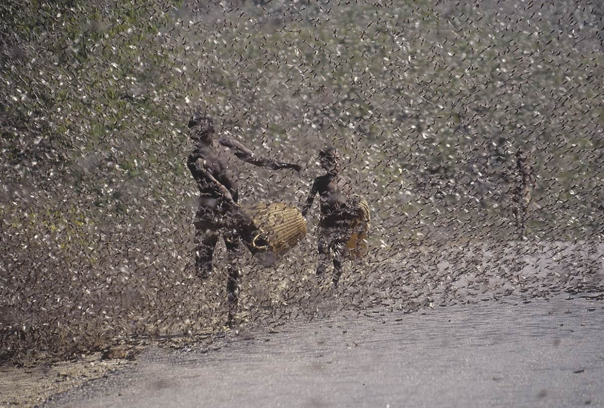 Warning : Locust Swarm attacks may cause food crisis in India and East Africa, WMO Warns