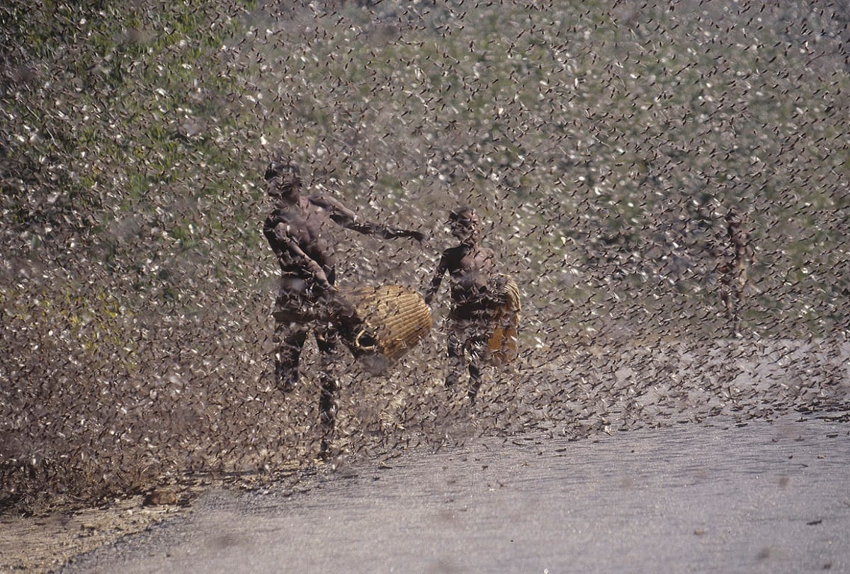Warning : Locust Swarm attacks may cause food crisis in India and East Africa, WMO Warns