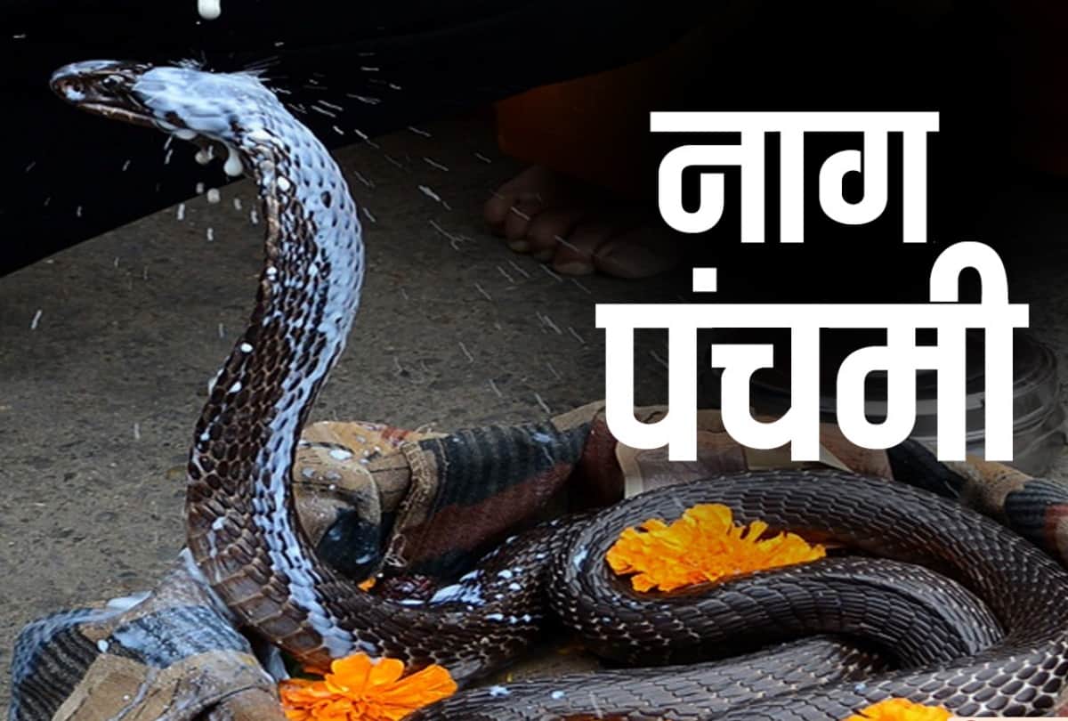nag panchami 2020 puja date importance of snake worship and nag panchami facts photos