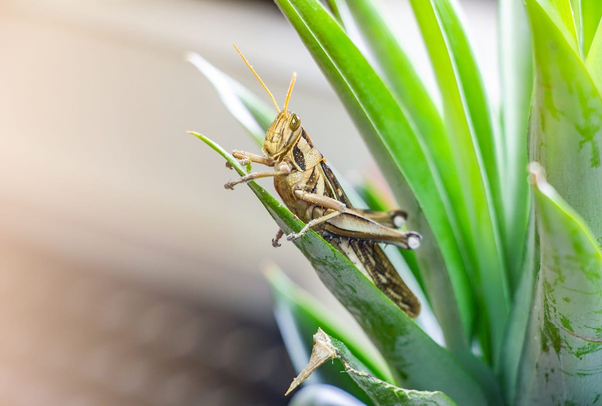 Warning : Locust Swarm attacks may cause food crisis in India and East Africa, WMO Warns