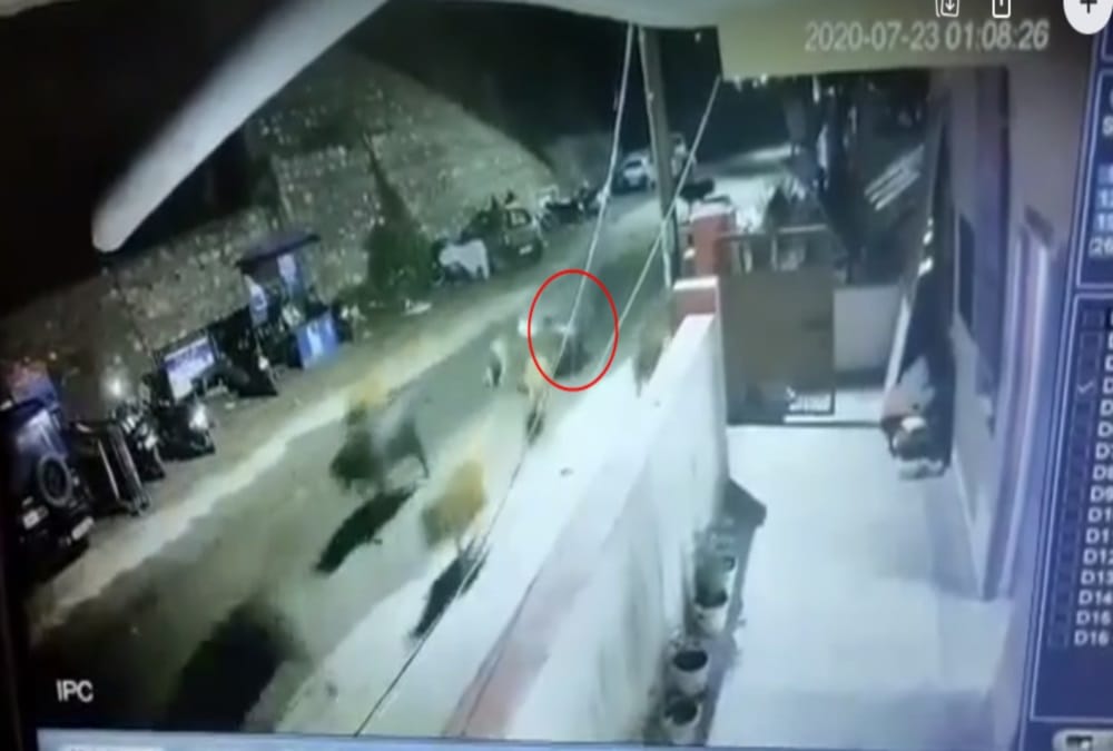 Leopard Reached in Police Station on Rishikesh badrinath Highway See Visuals