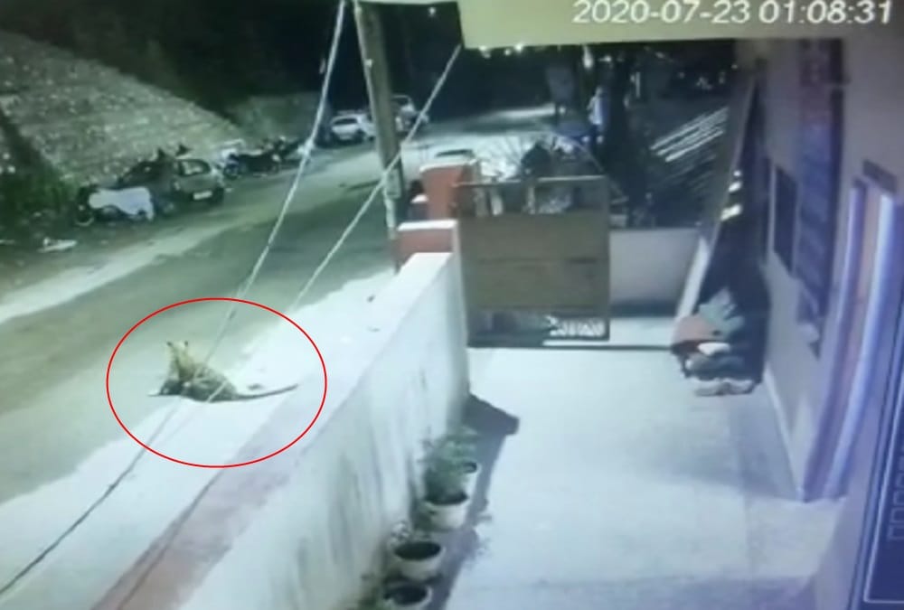 Leopard Reached in Police Station on Rishikesh badrinath Highway See Visuals