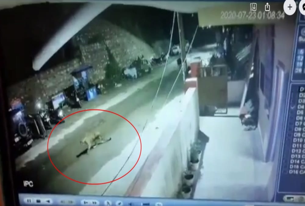 Leopard Reached in Police Station on Rishikesh badrinath Highway See Visuals