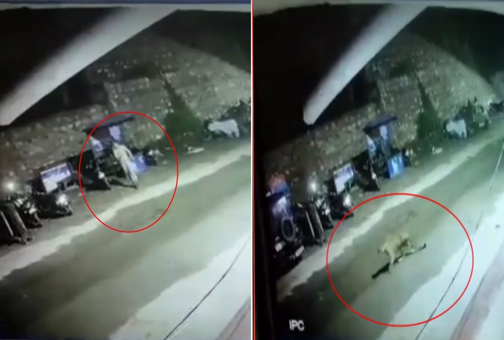Leopard Reached in Police Station on Rishikesh badrinath Highway See Visuals