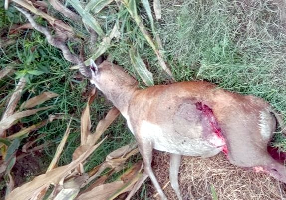 black deer death in sambhal village