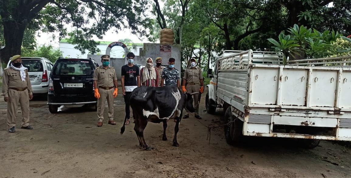 A cow tied with rope was found in the pickup