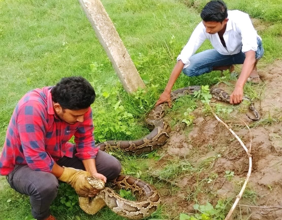 Burmese python species dragon found in new colony