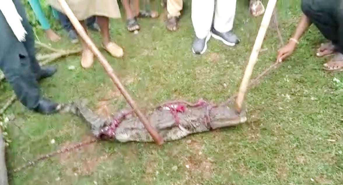Crocodile entry in village