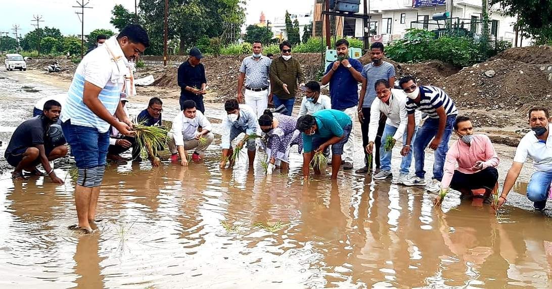 Congress protested by planting paddy in the pits