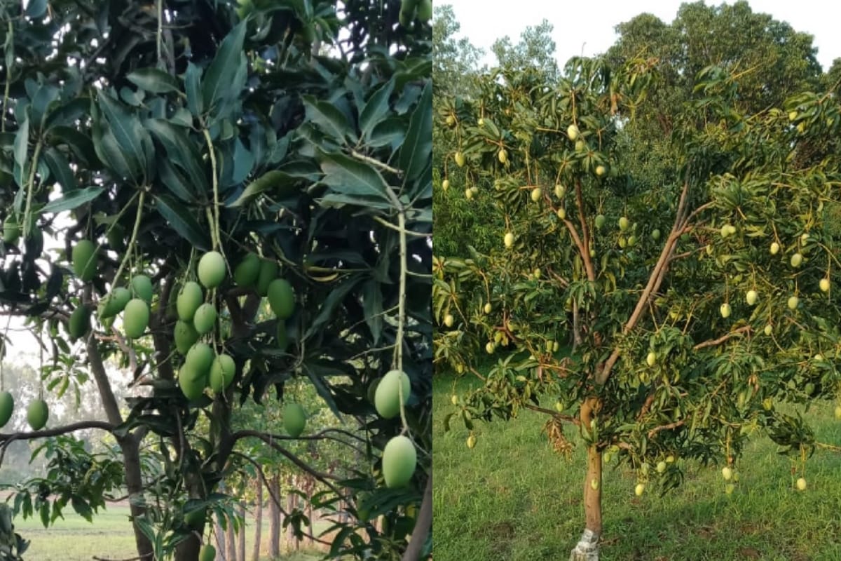 Internationally famous Rataul Mango the demand decreases this season due to Corona pandemic