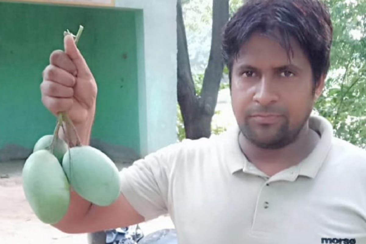Internationally famous Rataul Mango the demand decreases this season due to Corona pandemic