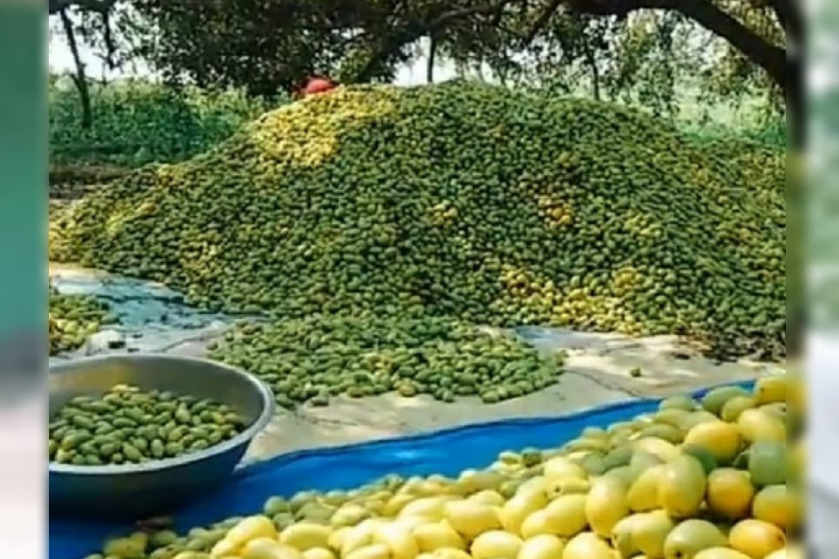 Internationally famous Rataul Mango the demand decreases this season due to Corona pandemic