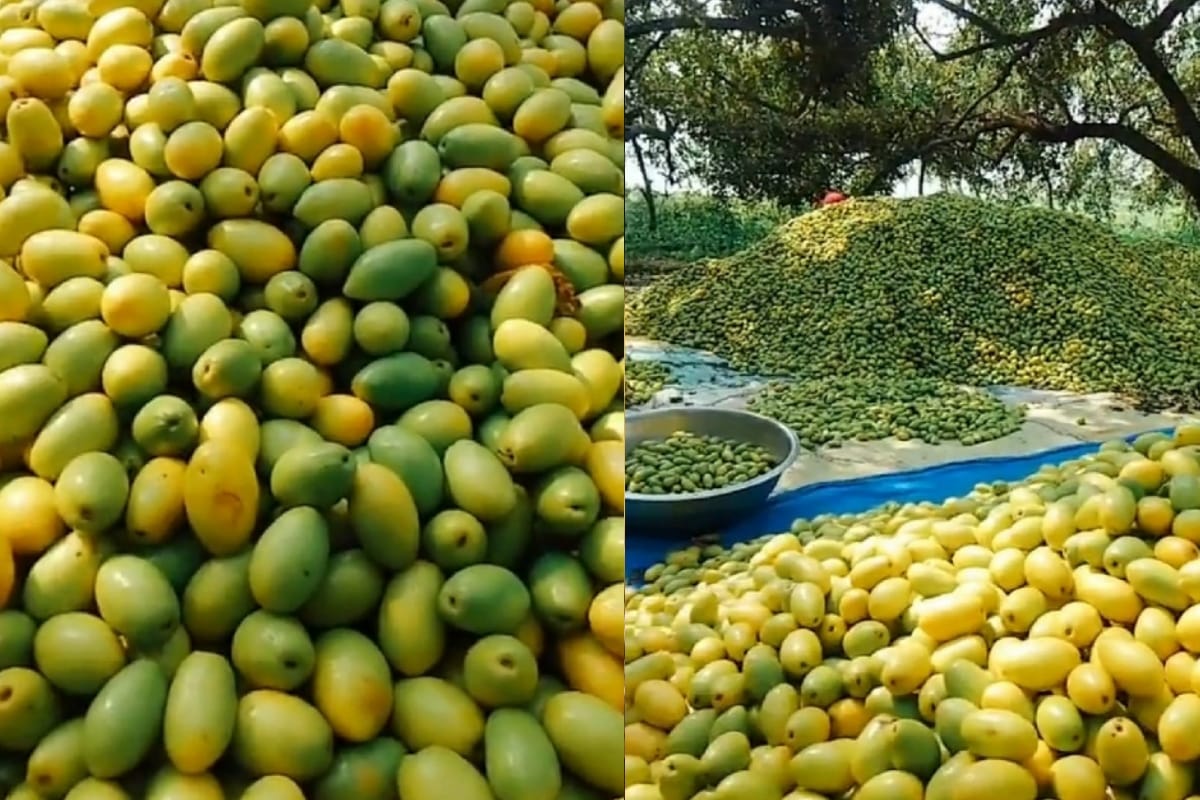 Internationally famous Rataul Mango the demand decreases this season due to Corona pandemic