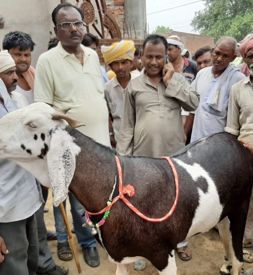Parents and traders upset due to absence of goat market