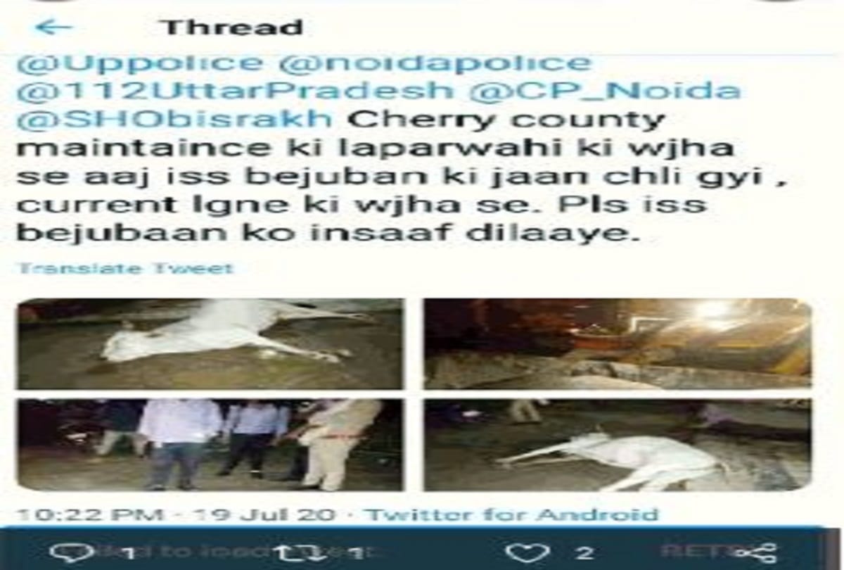 Cow died of electric current woman sampriti raising voice for probe