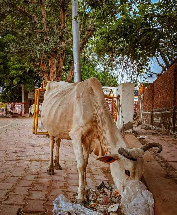 cow, vrindavan, dustbin,