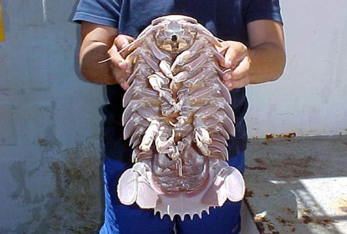 Strange story of Giant cockroach or Super Giant isopod who living in the depths of the sea