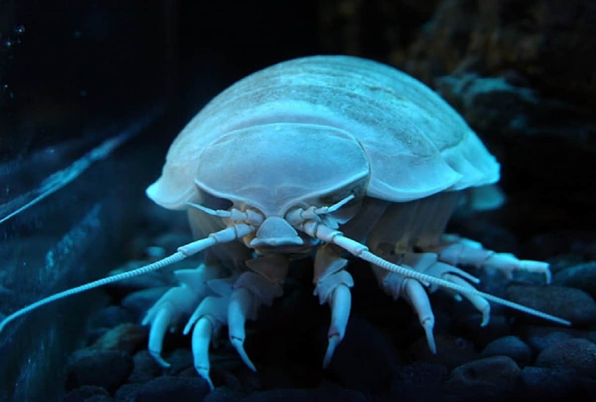Strange story of Giant cockroach or Super Giant isopod who living in the depths of the sea