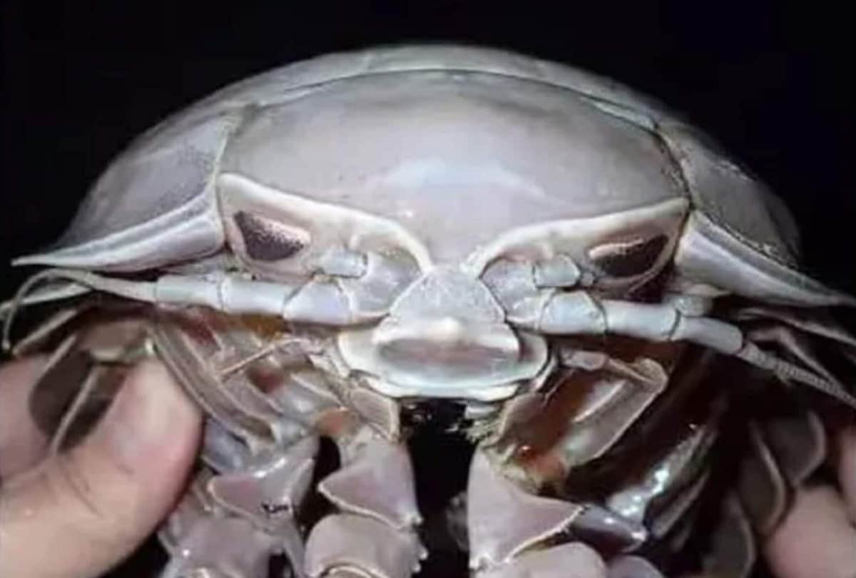 Strange story of Giant cockroach or Super Giant isopod who living in the depths of the sea