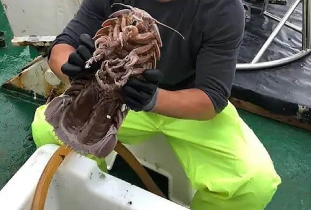 Strange story of Giant cockroach or Super Giant isopod who living in the depths of the sea