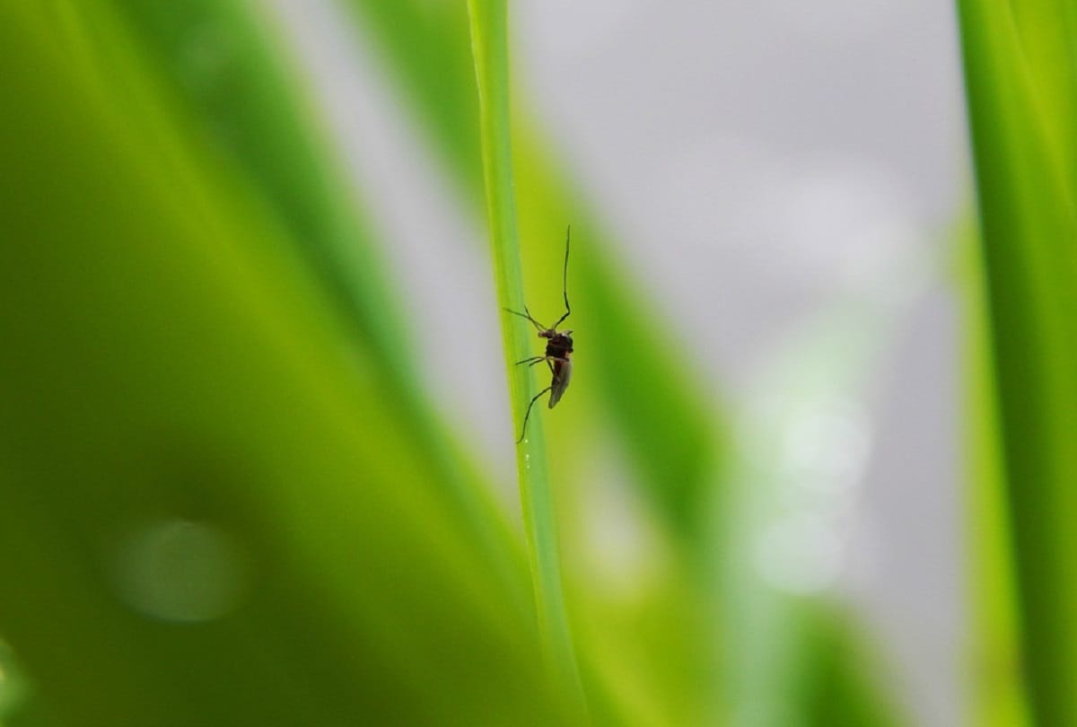 know why mosquito drinks human blood scientists find the answer